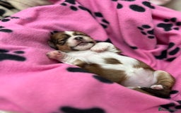 Lhasa Apso dogs for sale: Beautiful Lhasa apso puppies 🐶  - Image 1