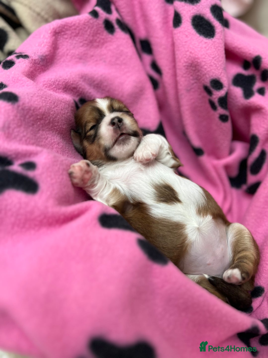 Lhasa Apso dogs for sale: Beautiful Lhasa apso puppies 🐶  - Image 1