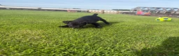Patterdale Terrier dogs for sale: Patterdale Terrier Puppies  - Advert 4