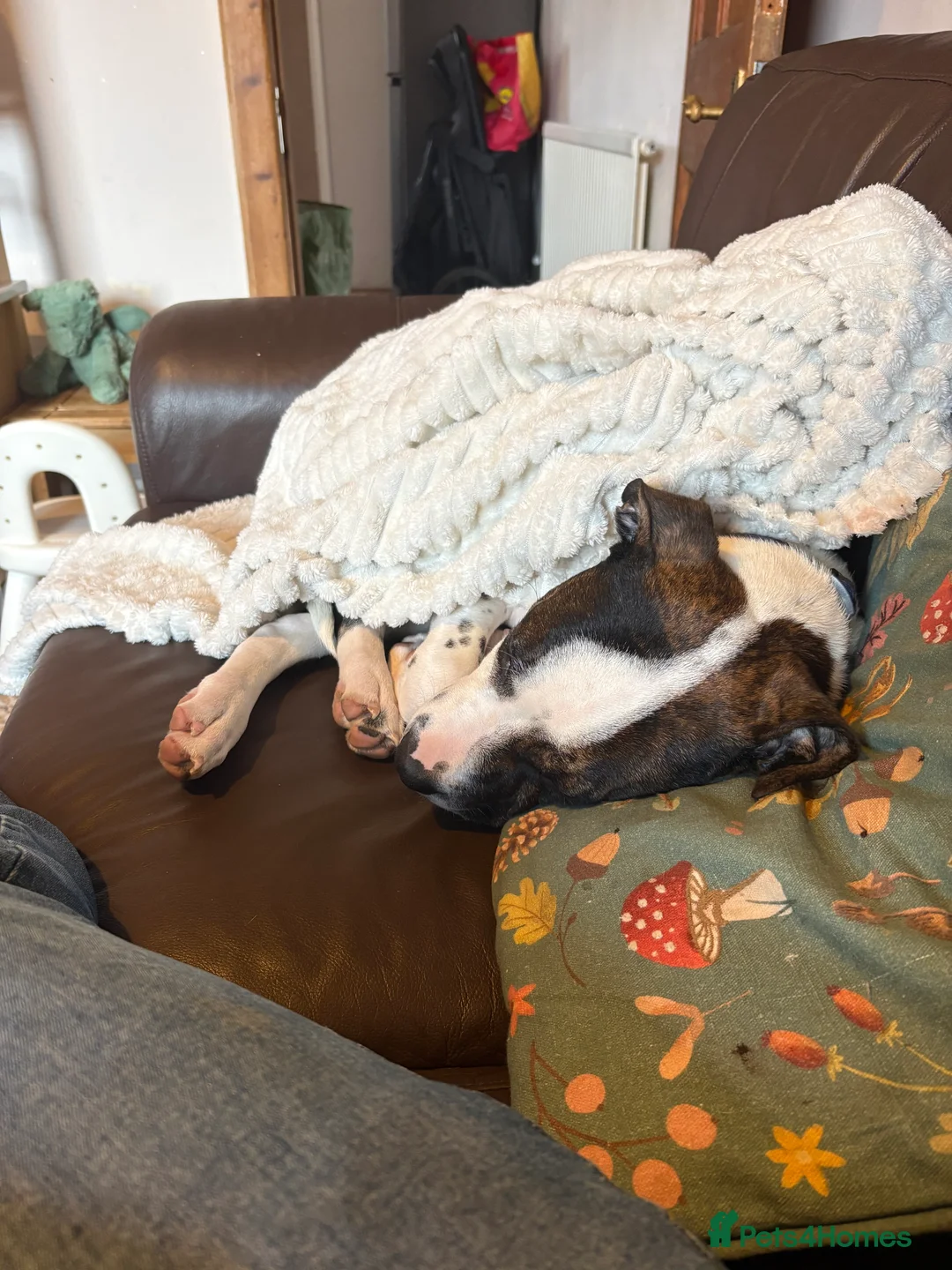 Mixed Breed dogs for sale: Cane Corso X Staffordshire bull terrier pup - Advert 2