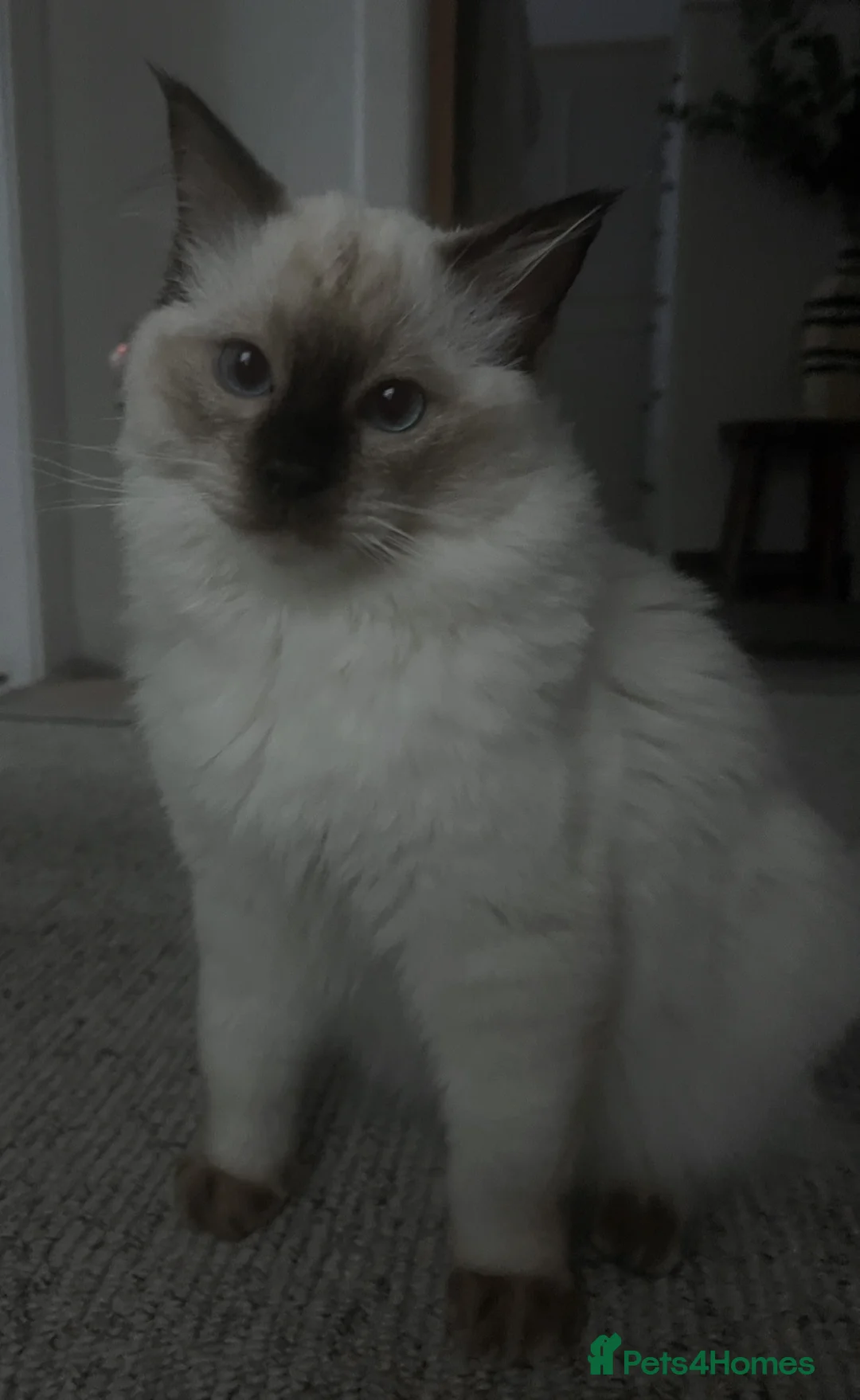 Mixed Breed cats for sale: Ragdoll cross kittens  - Advert 2