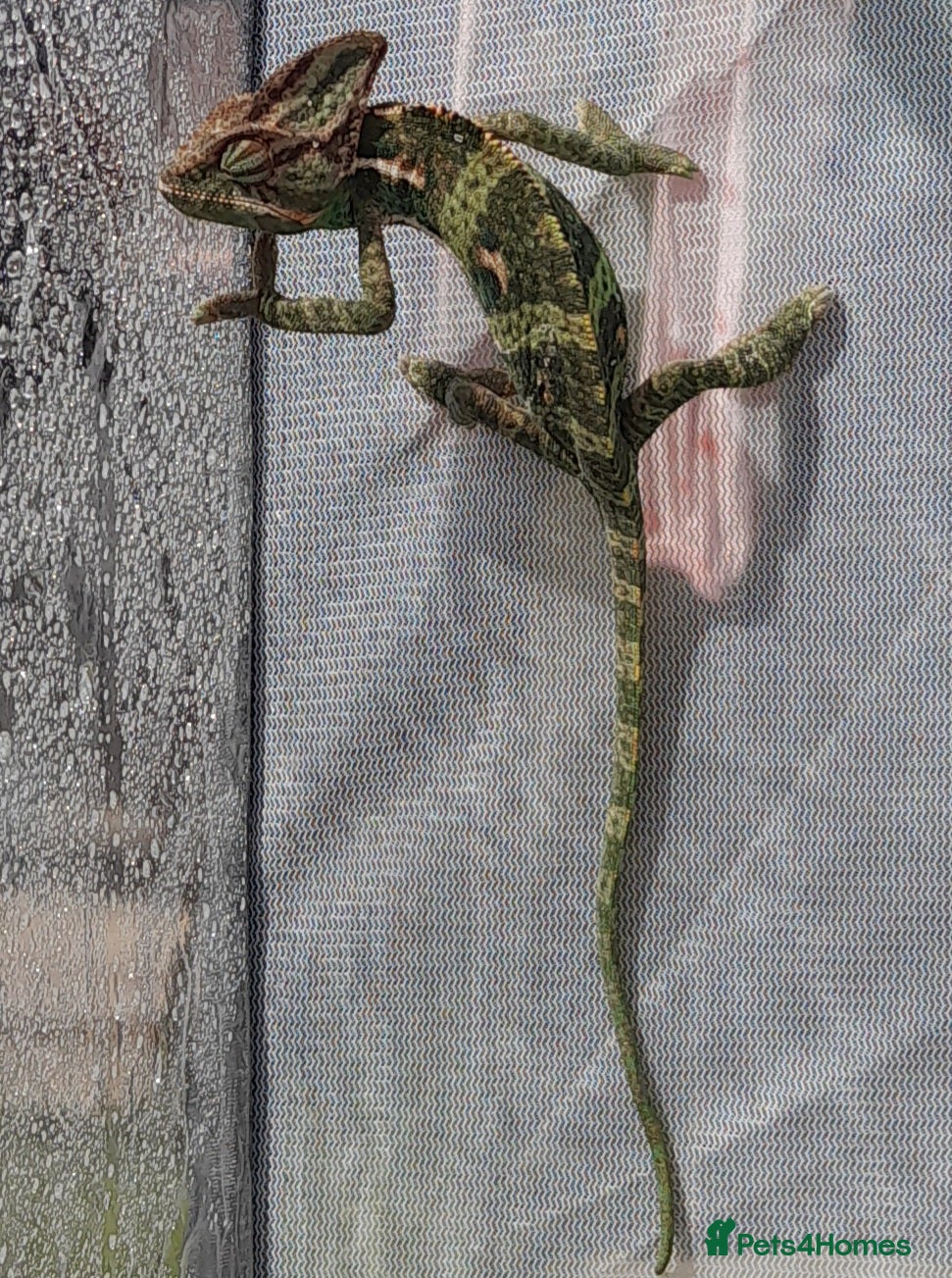 Chameleon reptiles Veiled chameleons  - Advert 1