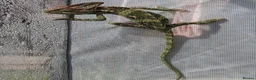 Chameleon reptiles for sale: Veiled chameleons  - Advert 1
