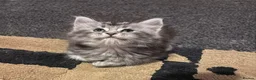 Maine Coon cats for sale: Stunning Maine Coon Kittens - Advert 9