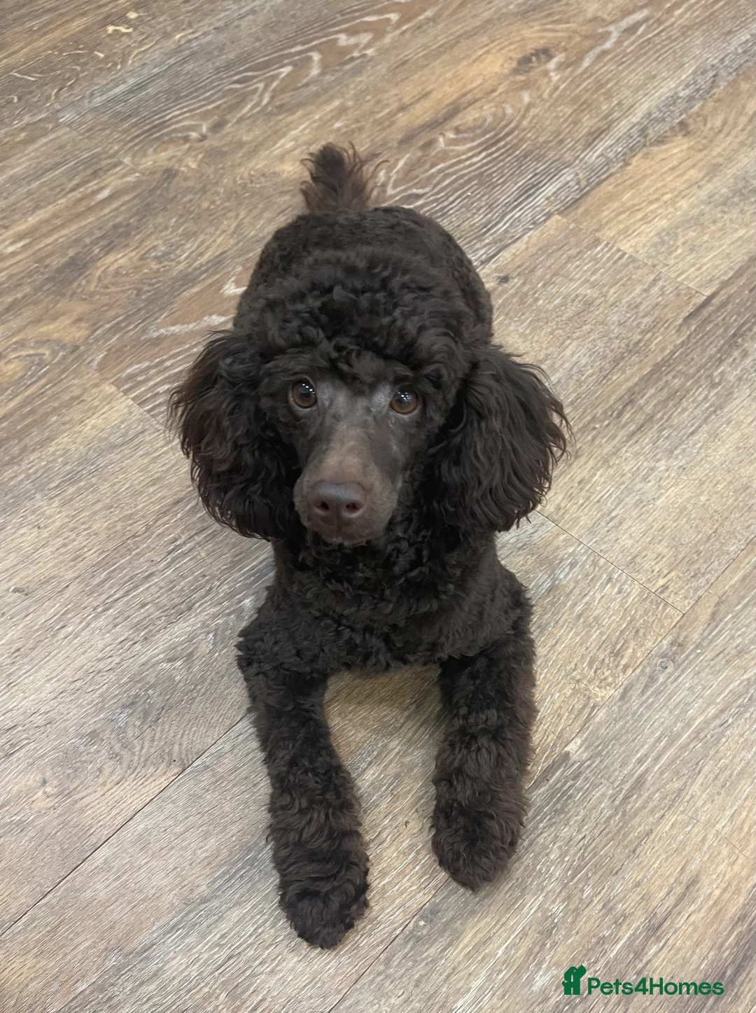 Toy Poodle dogs for stud: Beautiful rich chocolate toy poodle. dna clear.  in Cardiff - Advert 4
