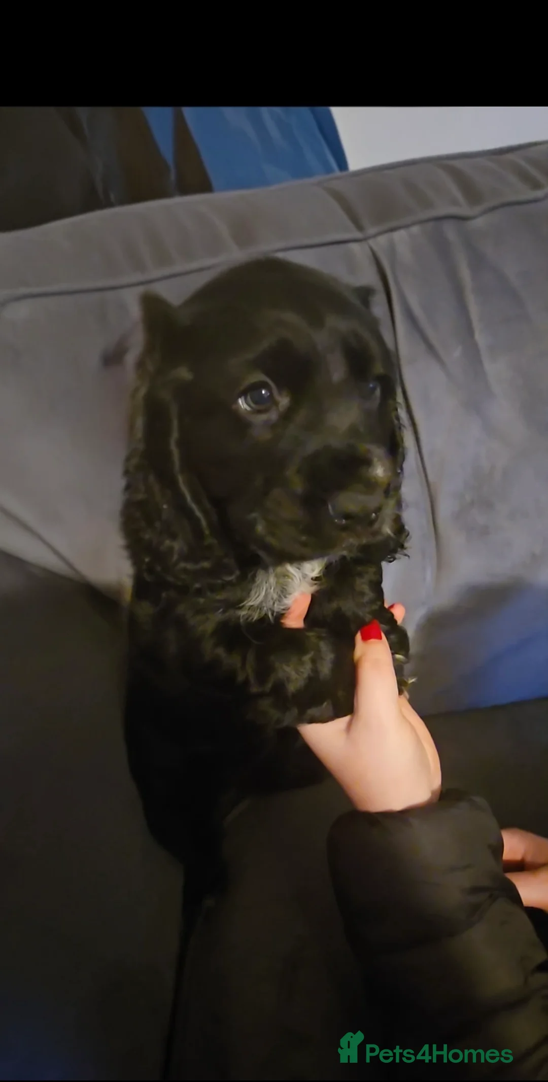 Cocker Spaniel dogs for sale: Last girl in the litter - Advert 2