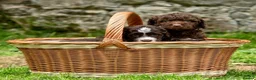 Spanish Water Dog dogs for sale: KC Spanish Water Dog Pups-Coastal Raised with ENS  - Advert 1