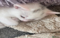 Domestic Shorthair cats for sale: Kittens  - Image 3