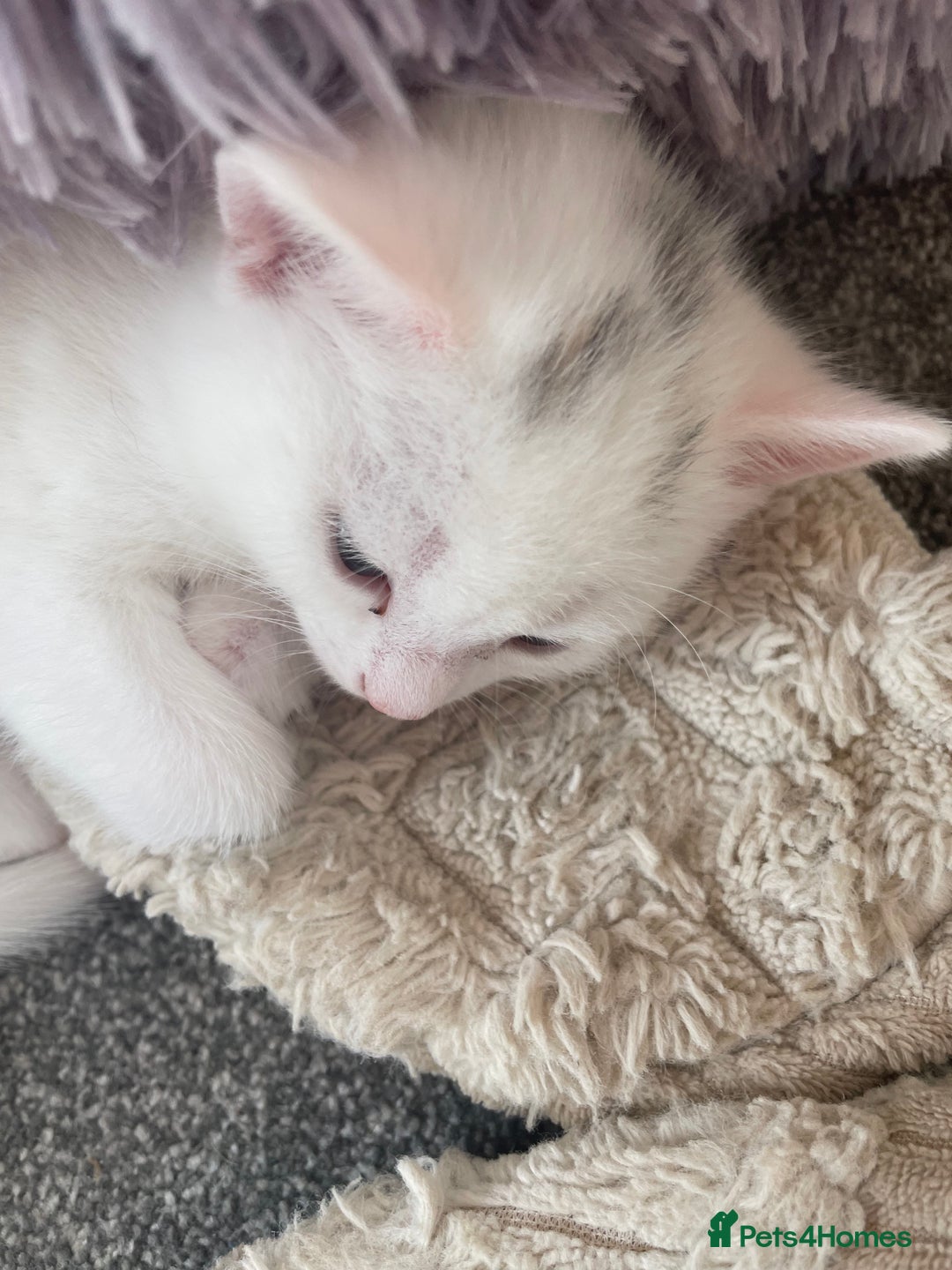 Domestic Shorthair cats for sale: Kittens  - Image 3
