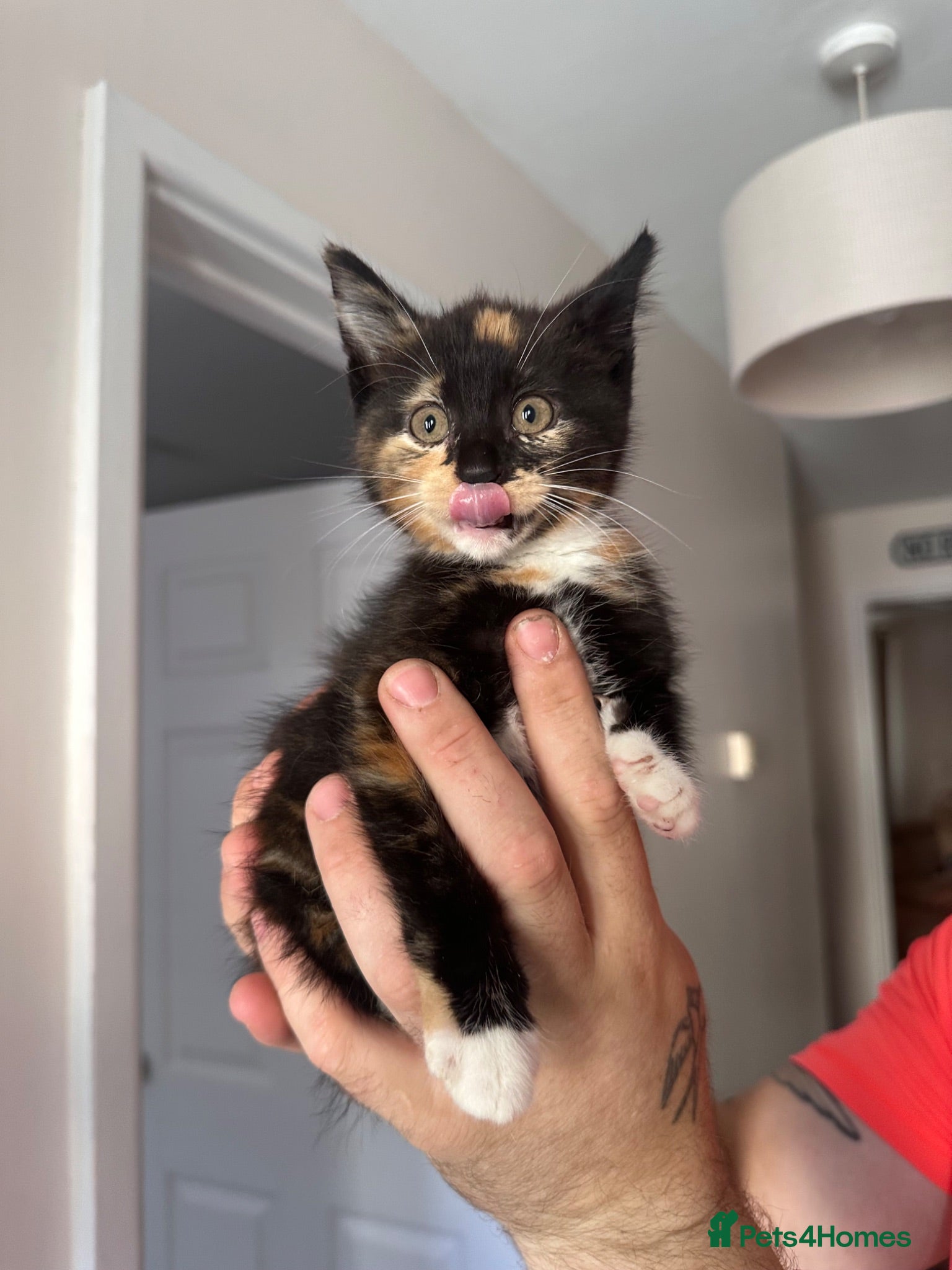 Mixed Breed cats 2 Tortoiseshell Girls Left!  - Advert 10