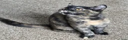 British Shorthair cats for sale: Beautiful Mixed BSH Kittens - Advert 6