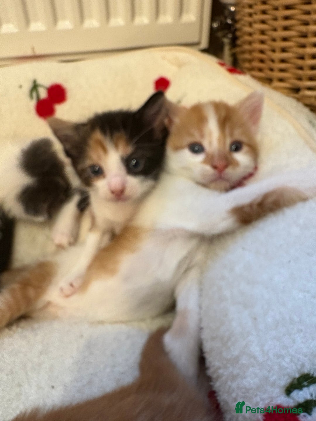 American Shorthair cats for sale: 5 beautiful kittens available  - Image 1