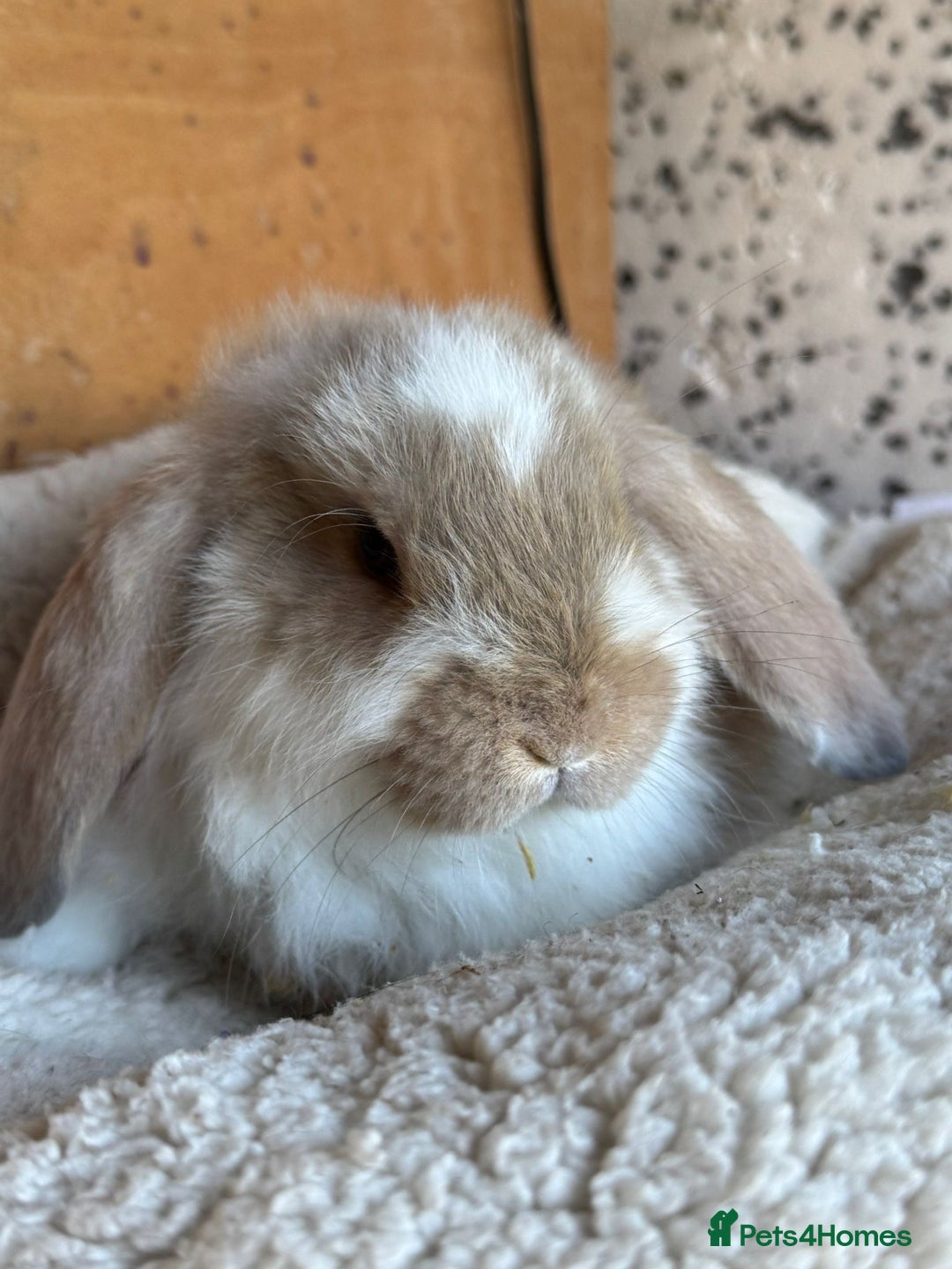 French Lop rabbits for sale: Purebred French Lop baby rabbits for sale  - Advert 2