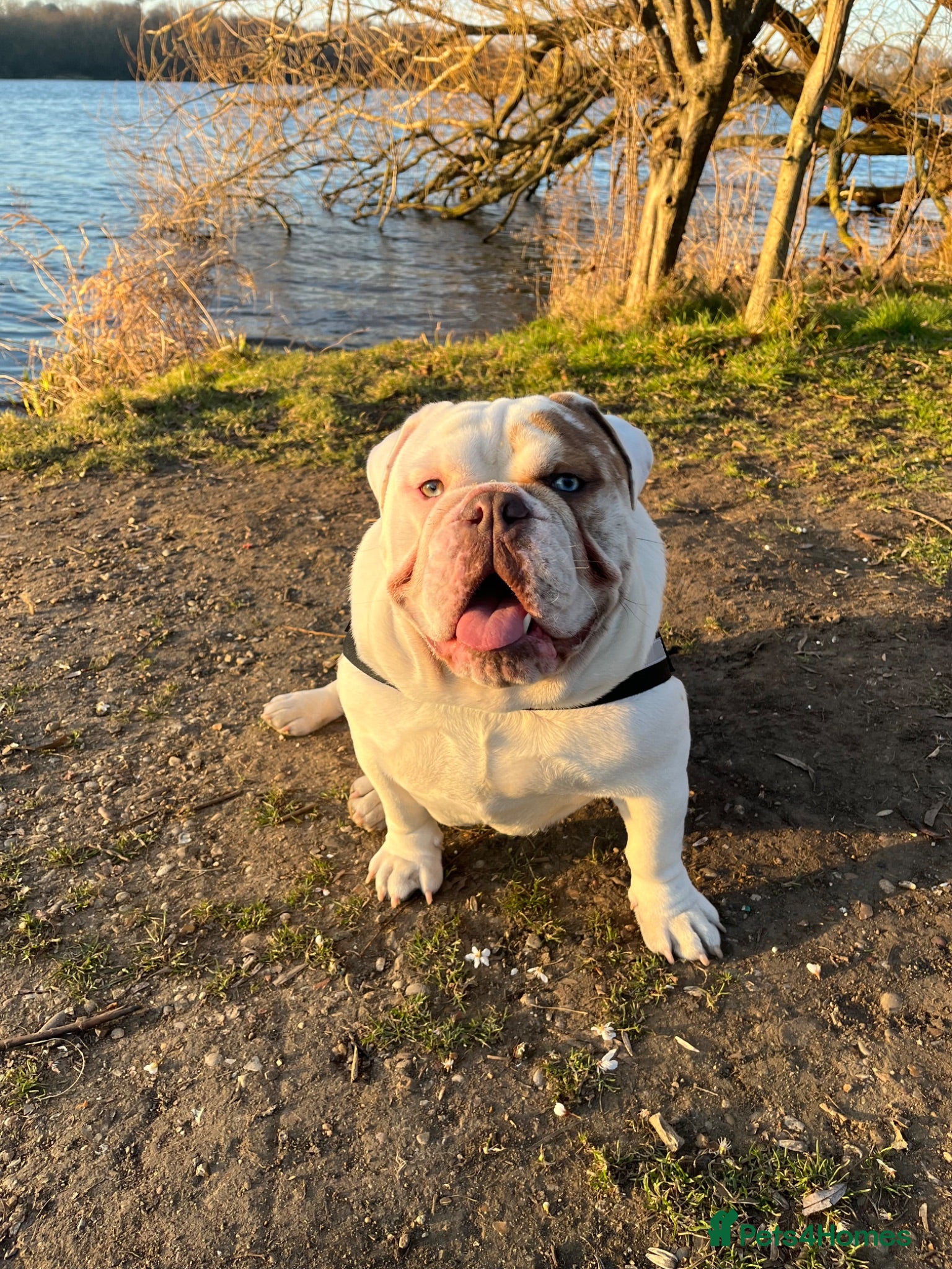 English Bulldog dogs New English Bulldog PABLO - Advert 3