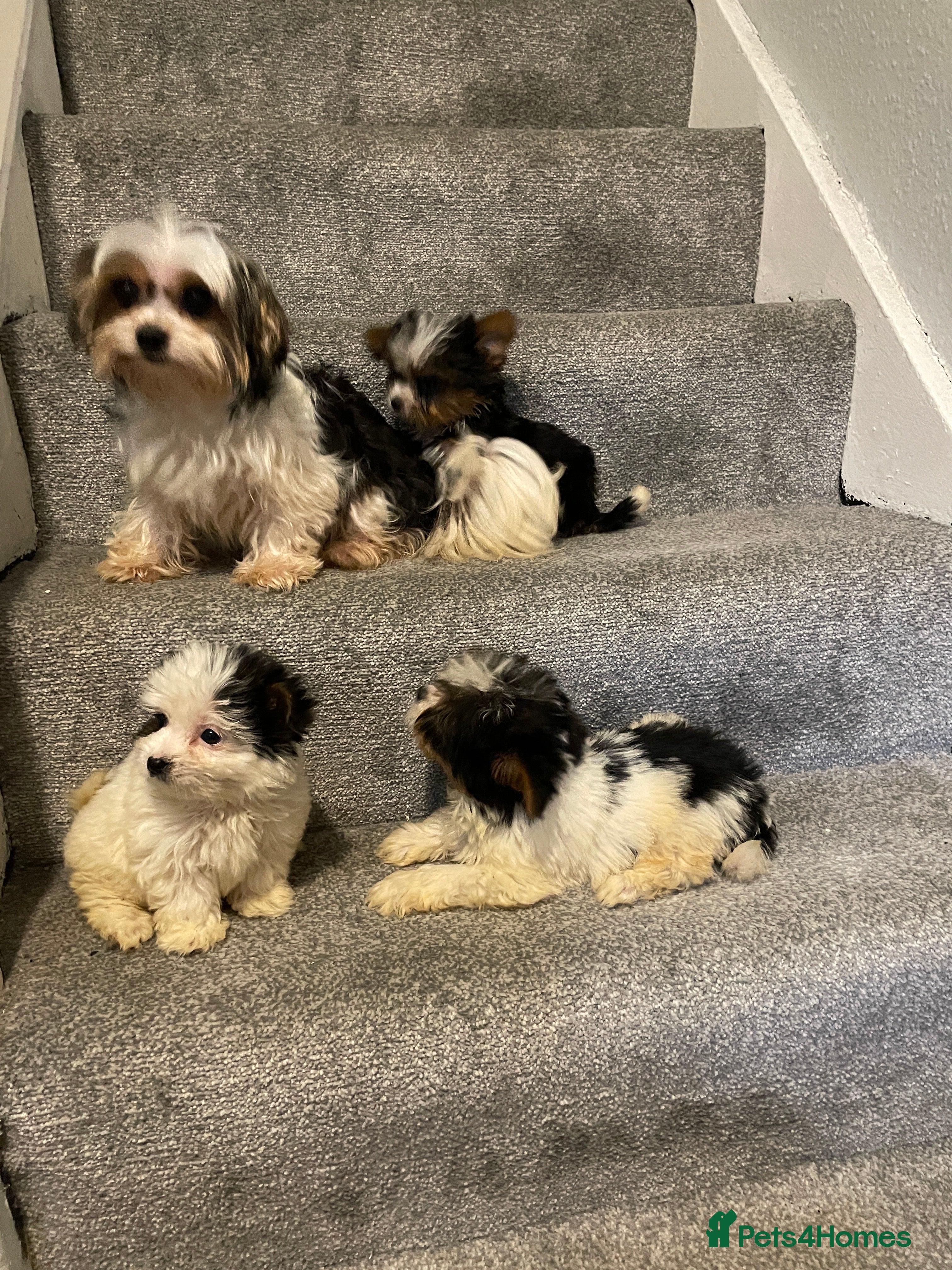 Biewer Terrier dogs  **  Biewer Terrier Babies Available 🥰 - Advert 1