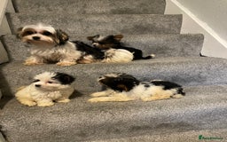 Biewer Terrier dogs for sale:  **  Biewer Terrier Babies Available 🥰 - Image 1