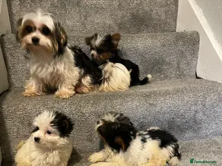 Biewer Terrier dogs ** Biewer Terrier Babies Available 🥰 - Advert 12