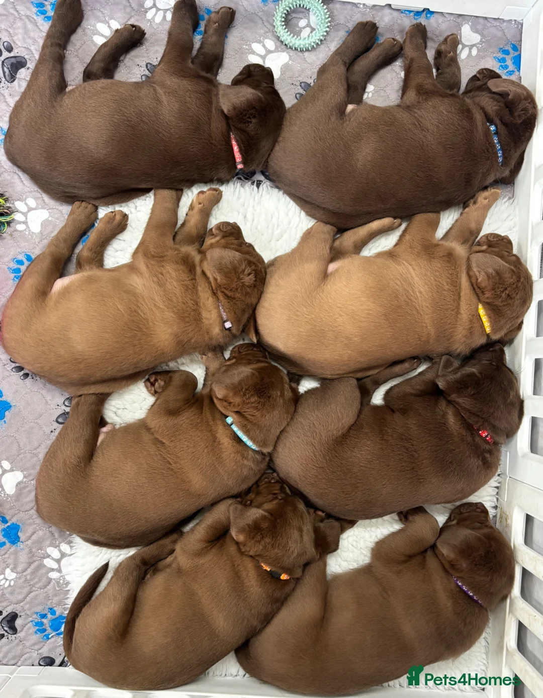 Labrador Retriever dogs for sale: Chunky chocolate family pet Labrador puppies - Advert 2