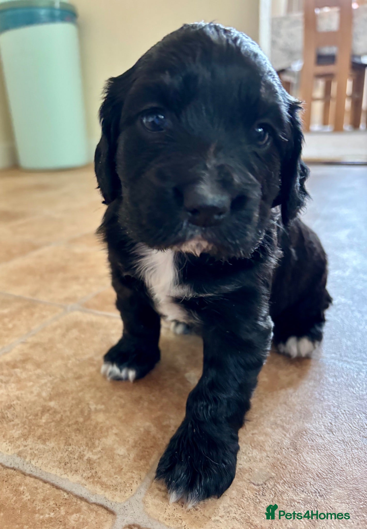 Cocker Spaniel dogs Cocker Spaniel puppy for sale - Advert 1