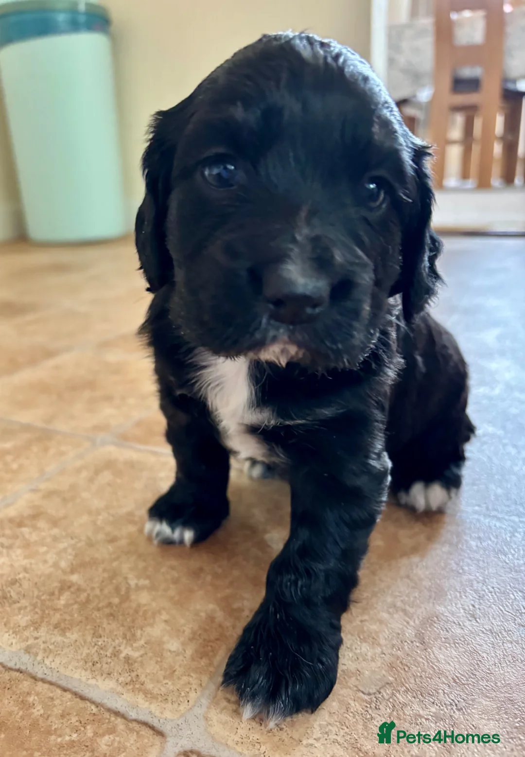 Cocker Spaniel dogs for sale: Cocker Spaniel puppy for sale in Inverness - Advert 1