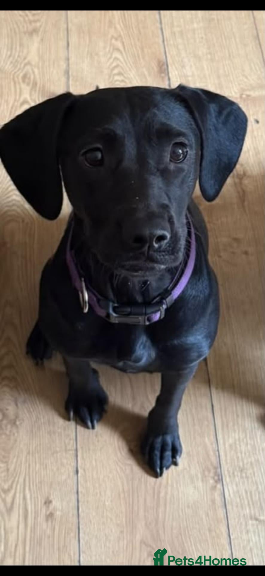 Mixed Breed dogs Rottweiler x Staffy x Sprockers - Advert 7