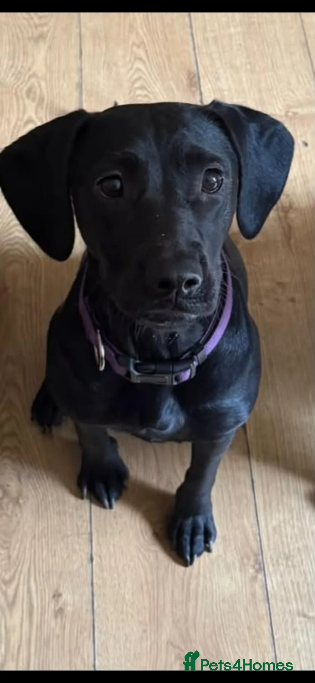 Mixed Breed dogs for sale: Rottweiler x Staffy x Sprockers - Advert 1