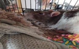 Ringnecks birds for sale: Male rats white and white and brown  - Image 11