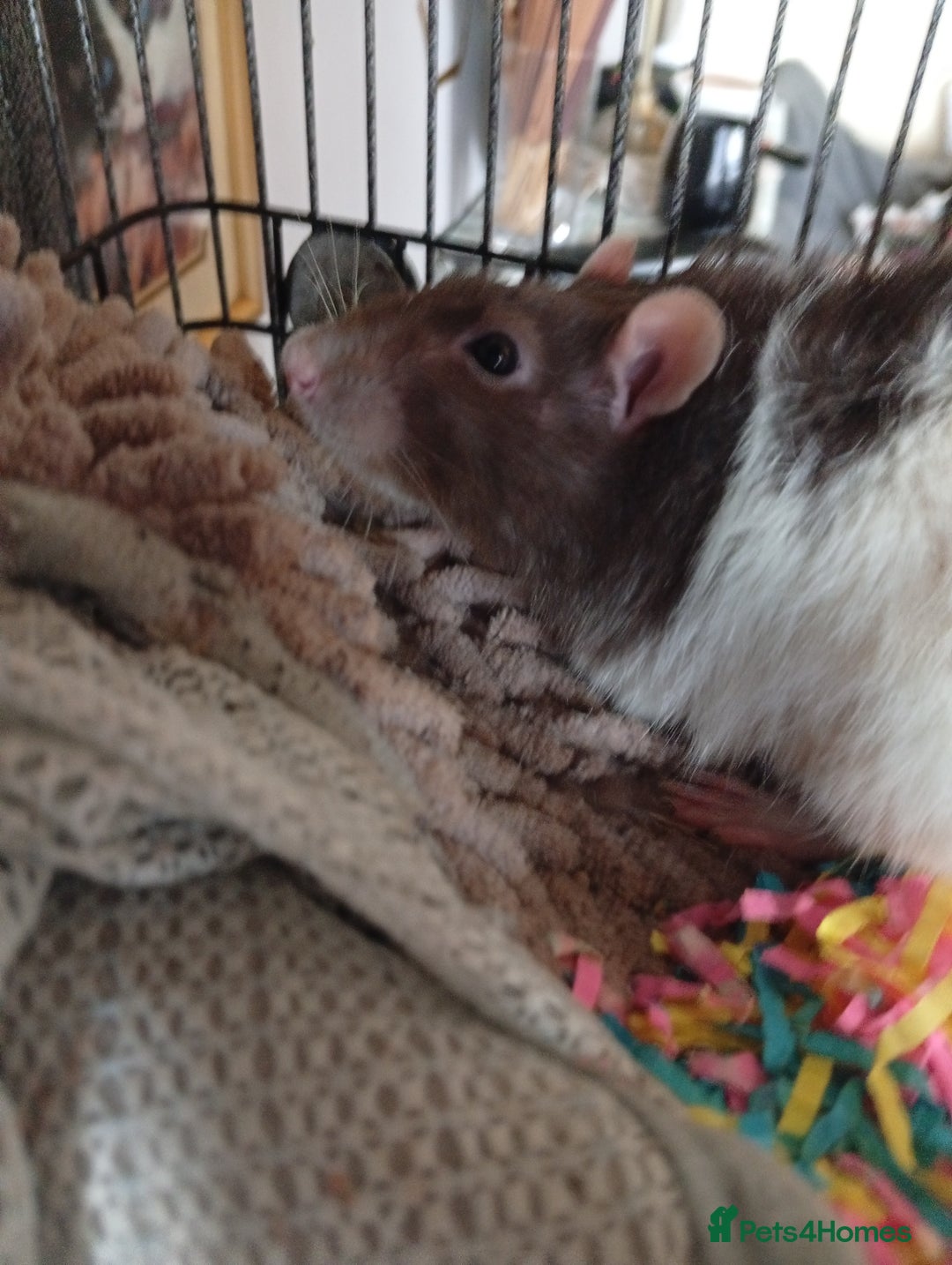 Ringnecks birds for sale: Male rats white and white and brown  - Image 11