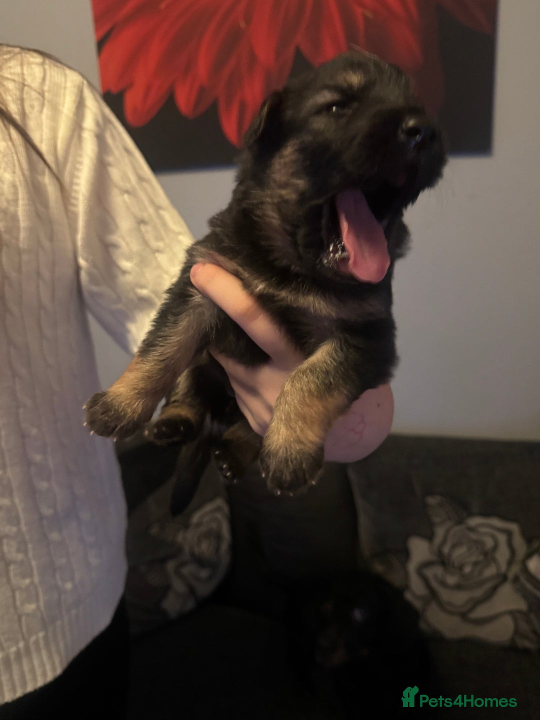 German Shepherd dogs for sale: German shepherd puppies - Image 10