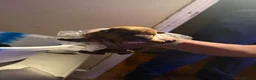 Jackshund dogs for sale: Dachshund x Mini Jack Russell Pups in London - Advert 7