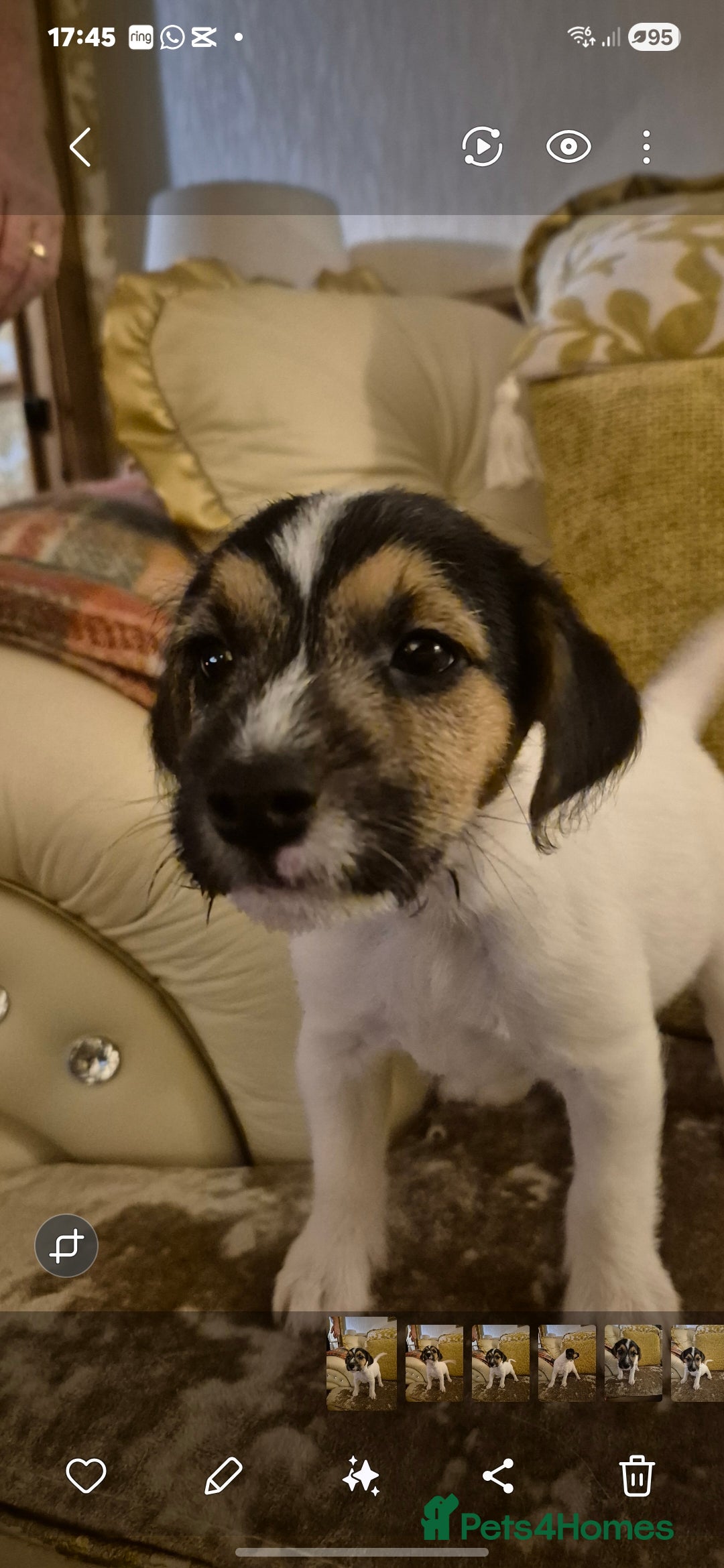 Jack Russell dogs for sale: Jack Russell boys ready now  **  - Advert 6