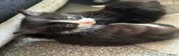 Mixed Breed cats for sale: Black and white long haired kittens  - Advert 3