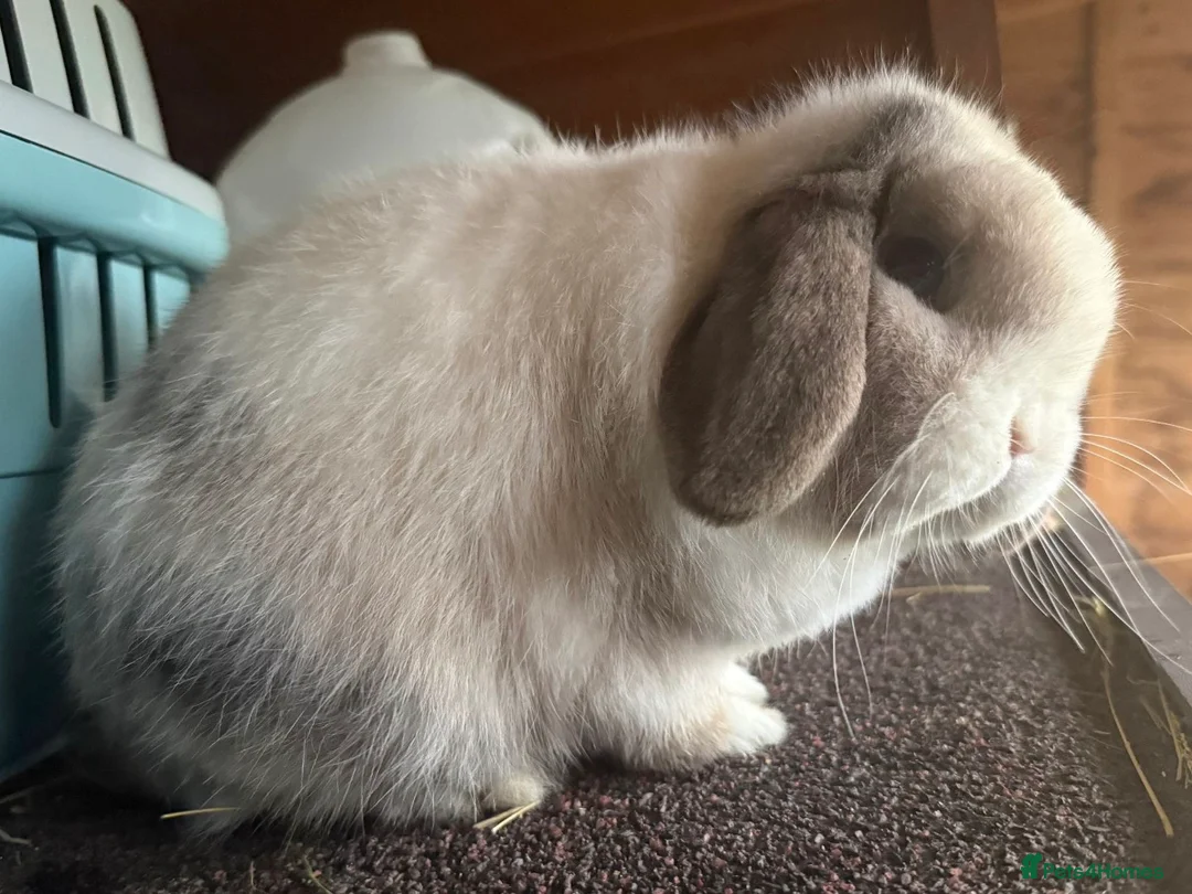 Mini Lop rabbits for sale: Black sabled magpie mini lop buck/boy - Advert 1