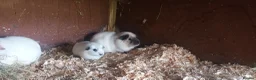 Guinea Pig rodents for sale: Californian guinea pigs males and females  in Skelmersdale - Advert 2