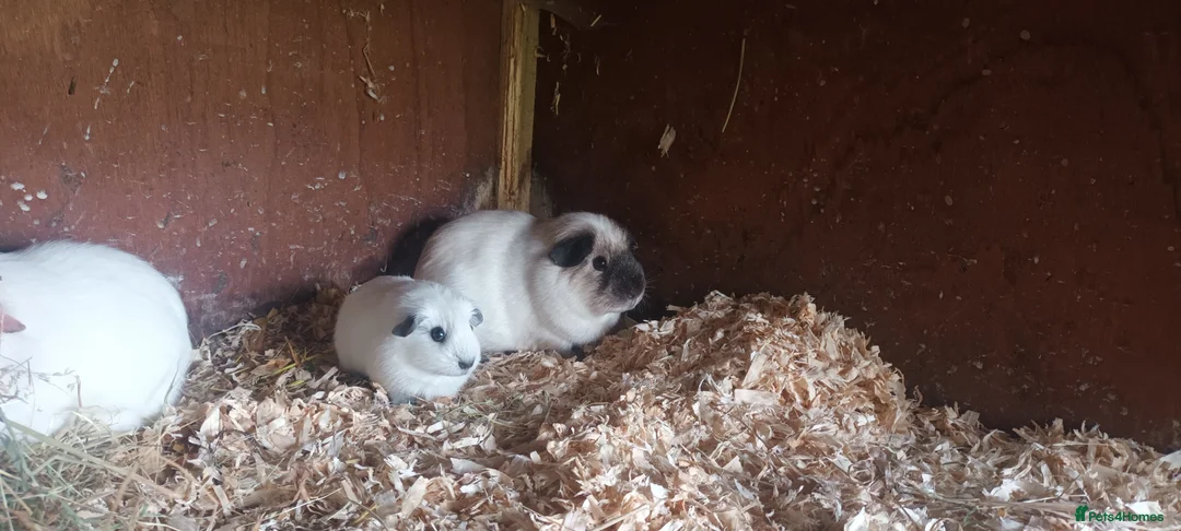 Guinea Pig rodents for sale: Californian guinea pigs males and females  in Skelmersdale - Advert 2