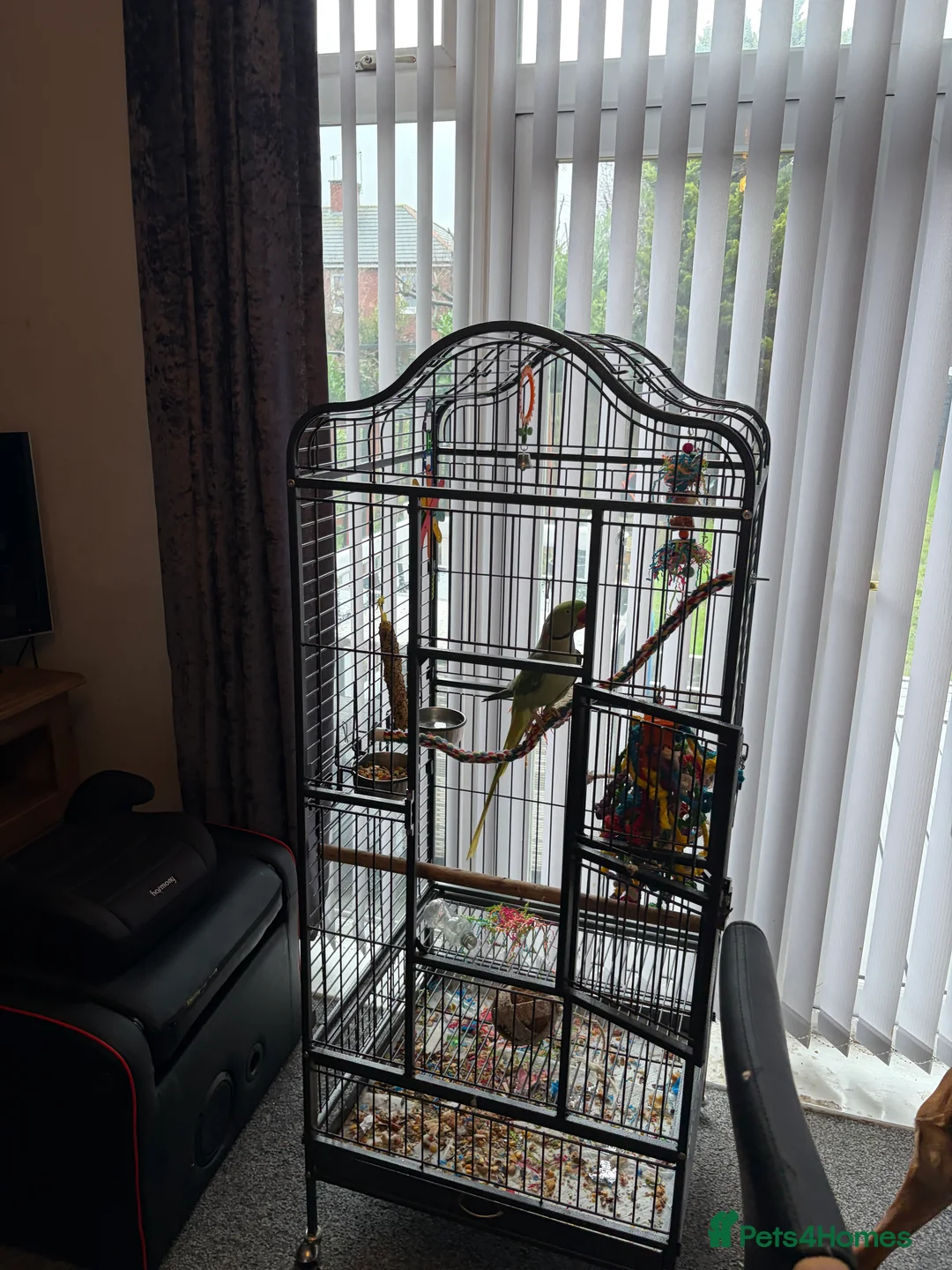 Parrots birds for sale: PARROT (Alexander parakeet ) HAND REARED  - Advert 6