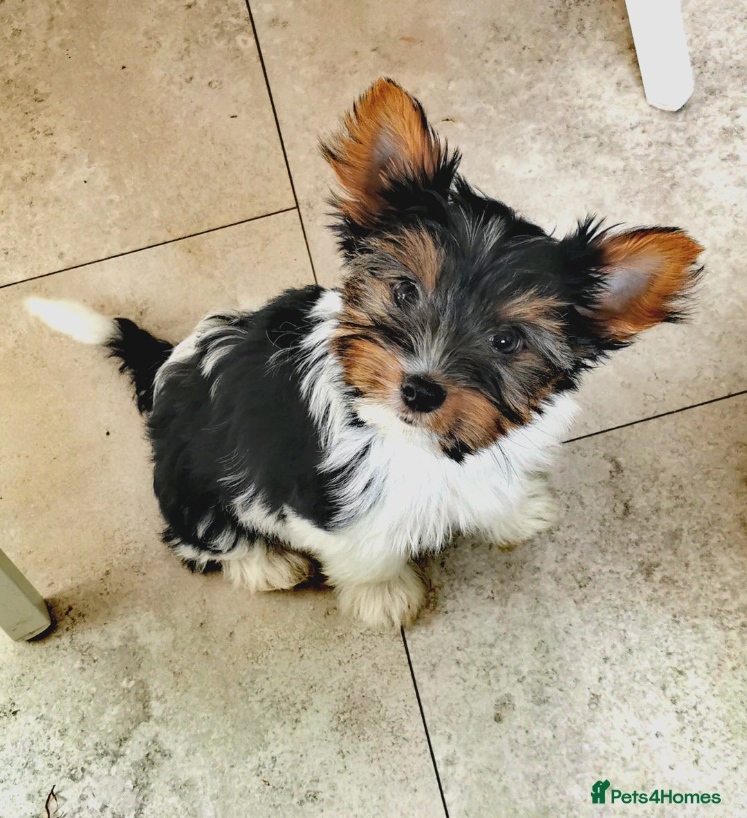 Yorkshire Terrier dogs for sale: Biewer Yorkshire Terrier🐶 Two Boys🧬PURE BLOOD in Hull - Image 6