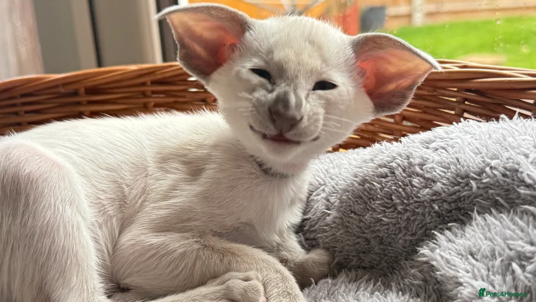 Siamese cats for sale: GCCF registered Siamese Boys - Advert 13