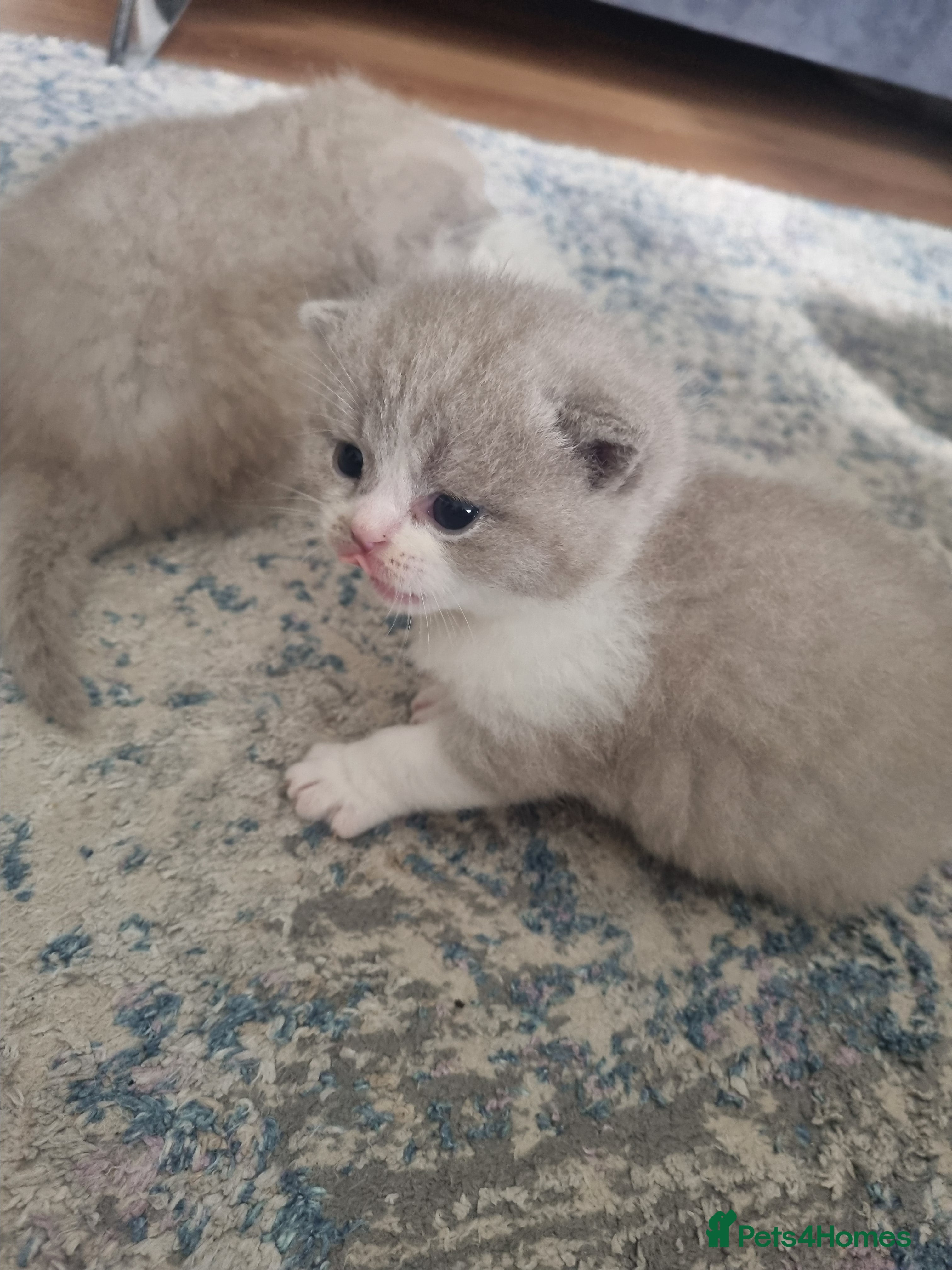 Scottish Fold cats 6 Scottish fold kittens  - Advert 2