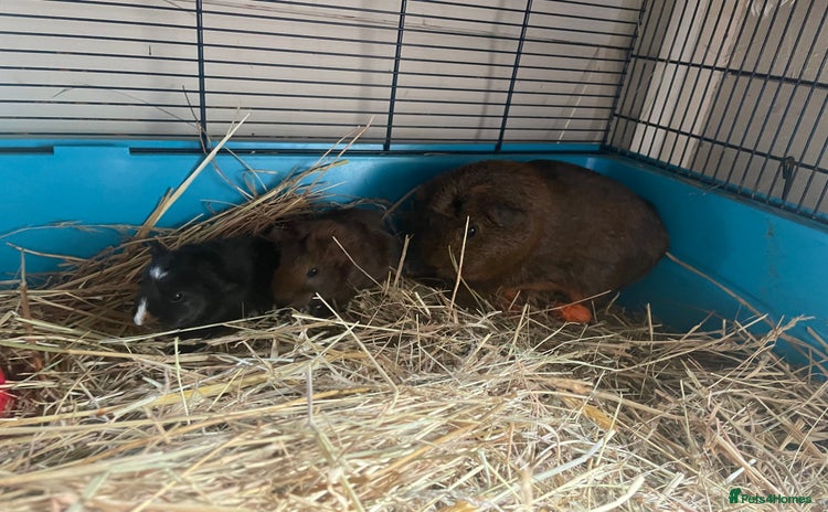 Guinea Pig rodents - Advert 5