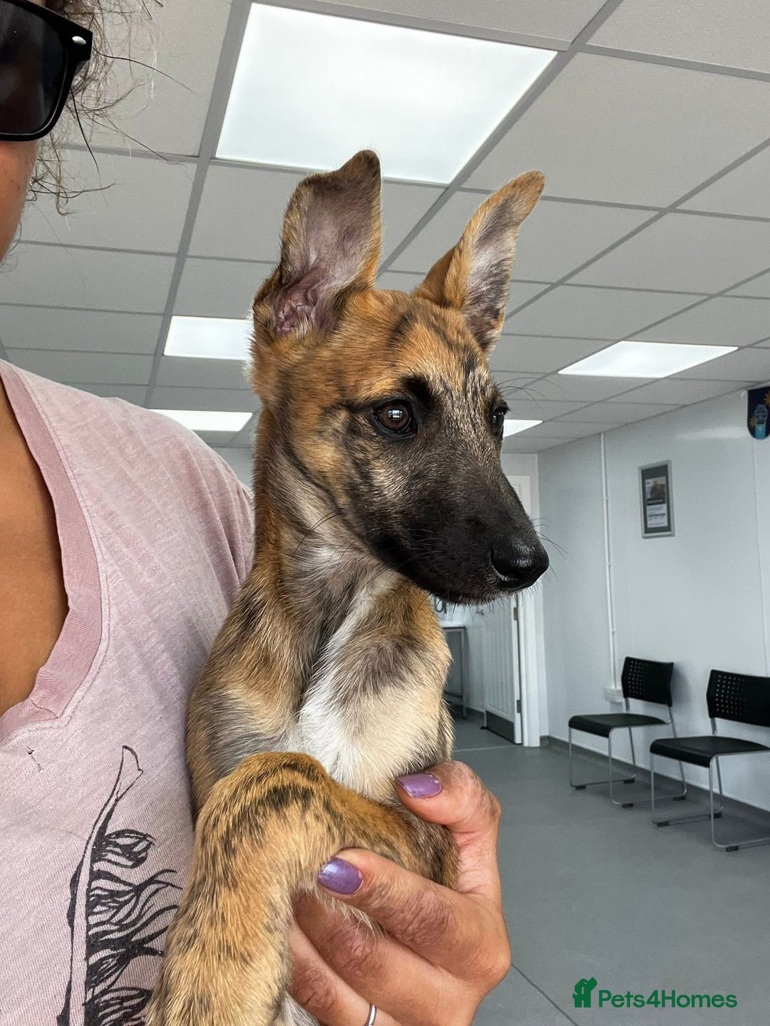 Mixed Breed dogs for sale: Gorgeous Mali x Whippet - Image 1