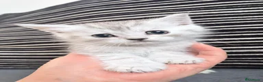 Persian Kitten 1