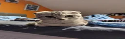 Scottish Fold cats for sale: Scottish Fold - Advert 2