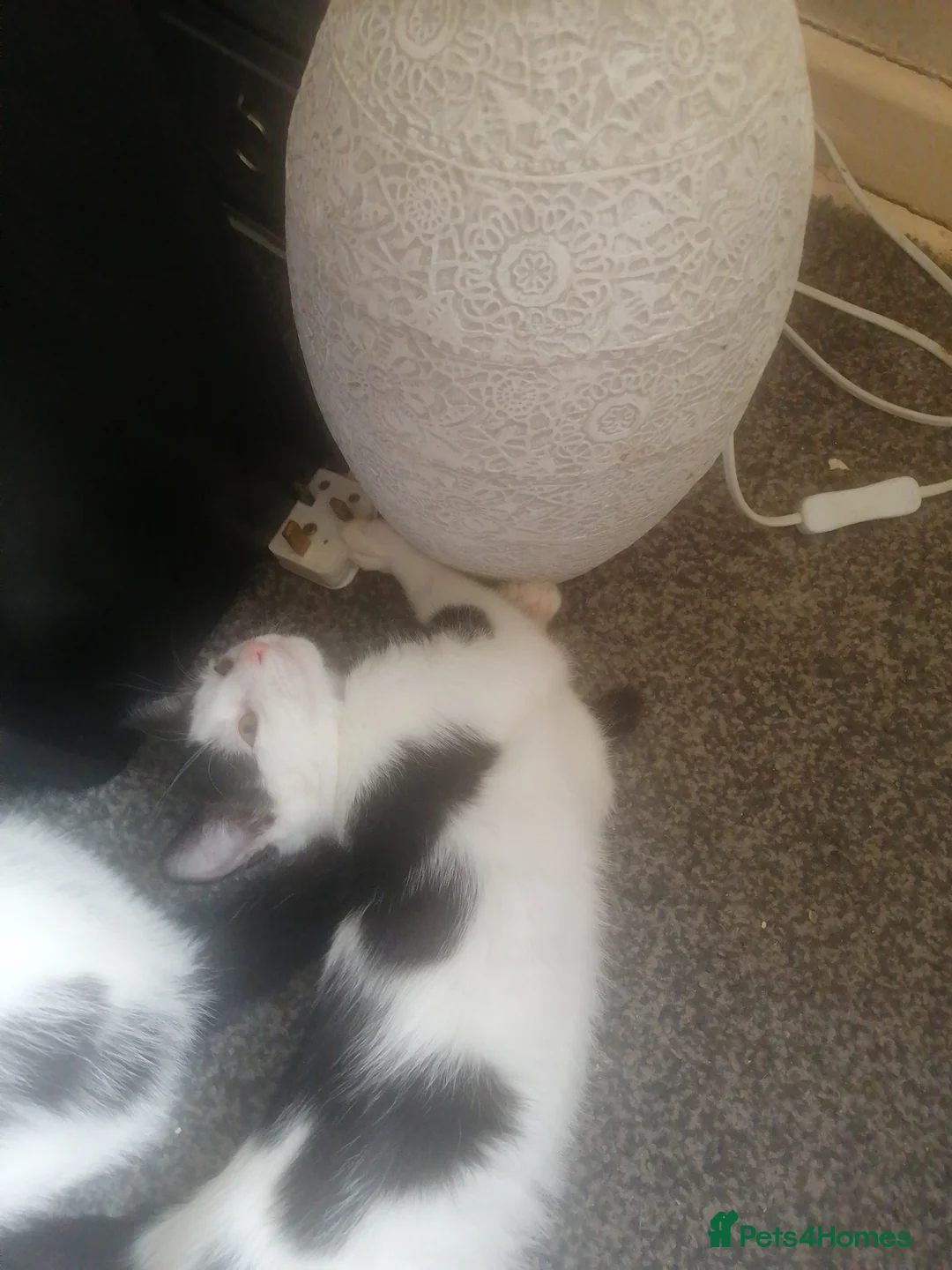 Mixed Breed cats for sale: Beautifully kittens need for there forever home  in Burnley - Advert 2