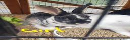 Mixed Breed rabbits for sale: 7 baby rabbits and a 12 month old male (dad!) - Advert 9