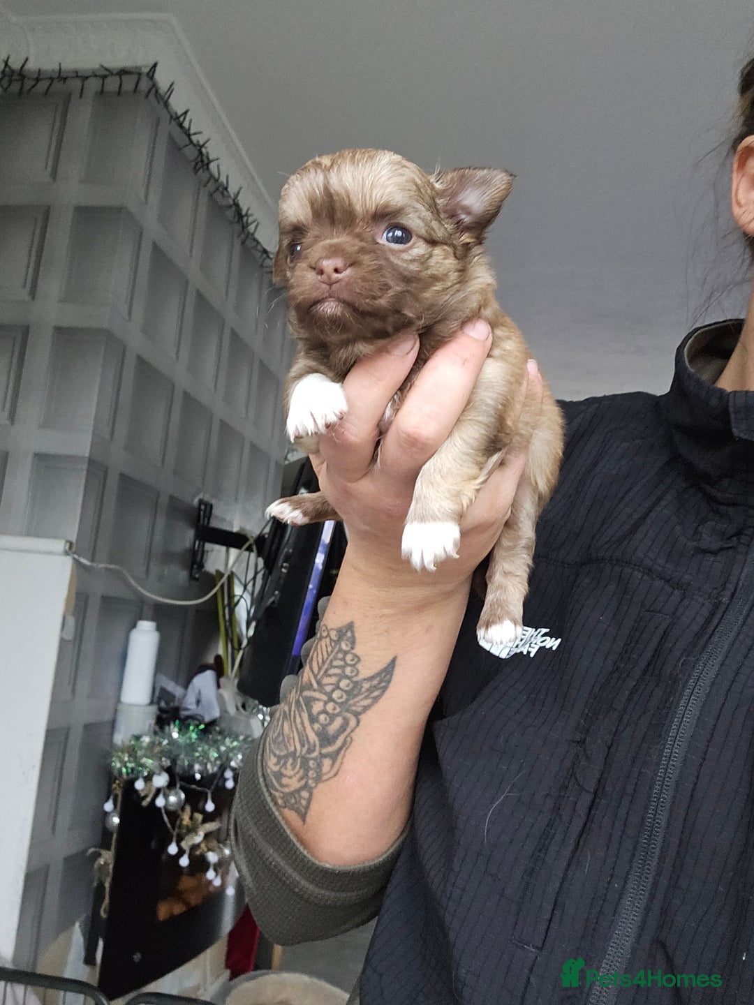 Chihuahua dogs for sale: 5x beautiful Chihuahua puppies  - Advert 4