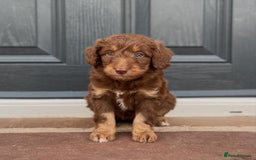 Bordoodle dogs for sale: OUTSTANDING *TRI COLOUR* MINIATURE BORDOODLES - Image 29