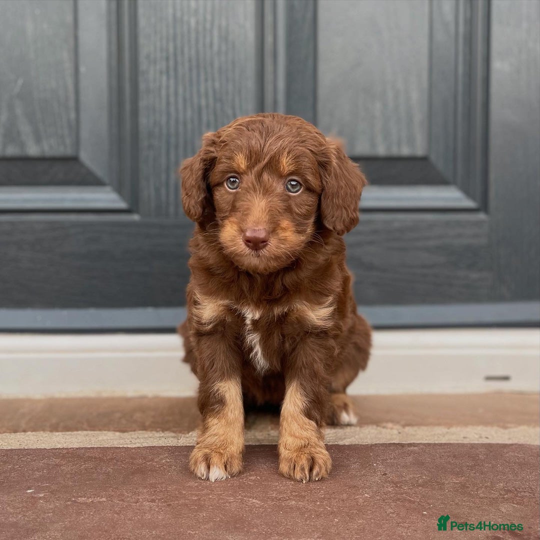 Bordoodle dogs for sale: OUTSTANDING *TRI COLOUR* MINIATURE BORDOODLES - Image 29