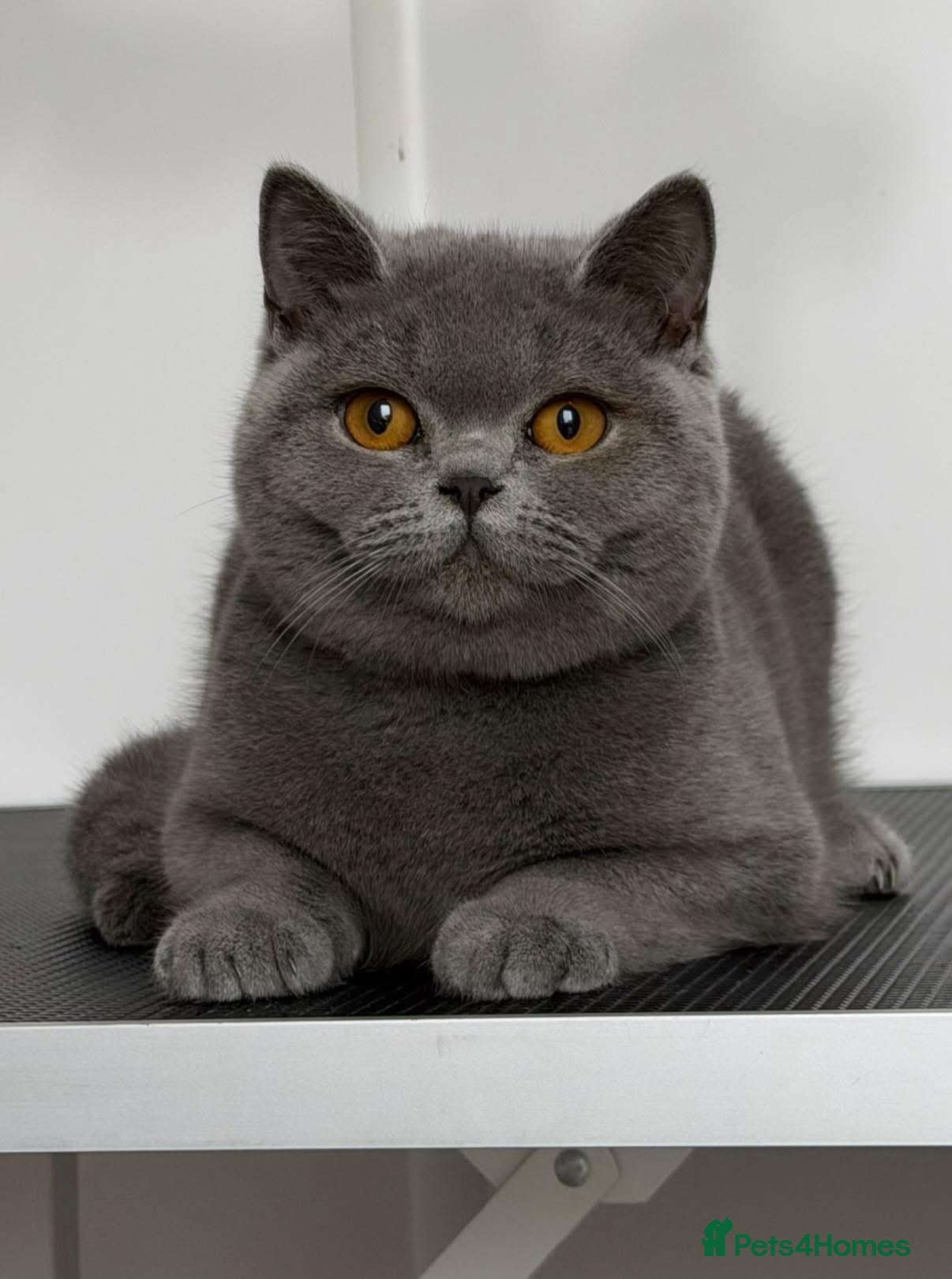 British Shorthair cats Blue girl  - Advert 5