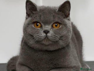British Shorthair cats Blue girl - Advert 1